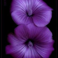 Parme, Violet, Purple